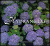 Hydrangeas - Daria Price Bowman