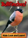 Bullfinches! Learn About Bullfinches and Enjoy Colorful Pictures - Look and Learn! (50+ Photos of Bullfinches) - Becky Wolff