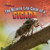 The Bizarre Life Cycle of a Cicada - Greg Roza