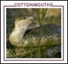 Cottonmouths - Sherie Bargar, Linda Johnson