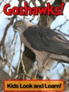 Goshawks! Learn About Goshawks and Enjoy Colorful Pictures - Look and Learn! (50+ Photos of Goshawks) - Becky Wolff