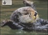 Otters Notecards [With Envelope] - Tom Leeson, Pat Leeson, Lisa Reid