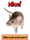 Mice! Learn About Mice and Enjoy Colorful Pictures - Look and Learn! (50+ Photos of Mice) - Becky Wolff