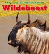 Wildebeest (A Day In The Life: Grassland Animals) - Louise Spilsbury