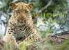 Wildlife of Africa: Photographs In Celebrartion Of The Continent's Extraordinary Biodiversity, Fauna and Flora (Gerald & Marc Hoberman Collection (Hardcover)) - Gerald Hoberman