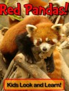 Red Pandas! Learn About Red Pandas and Enjoy Colorful Pictures - Look and Learn! (50+ Photos of Red Pandas) - Becky Wolff