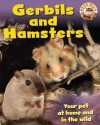 Gerbils & Hamsters - Sally Morgan