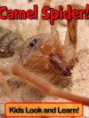 Camel Spiders! Learn About Camel Spiders and Enjoy Colorful Pictures - Look and Learn! (50+ Photos of Camel Spiders) - Becky Wolff