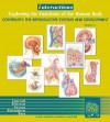 Interactions: Exploring the Functions of the Humanbody Continuity: The Reproductive System 2.0 - Thomas Lancraft, Frances Frierson