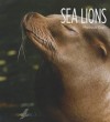 Sea Lions - Melissa Gish