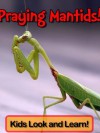 Praying Mantids! Learn About Praying Mantids and Enjoy Colorful Pictures - Look and Learn! (50+ Photos of Praying Mantids) - Becky Wolff