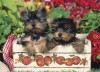 Just Yorkies Jigsaw Puzzle - Willow Creek Press