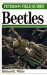 A Field Guide To The Beetles Of North America: Text And Illustrations - Richard E. White