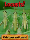 Locusts! Learn About Locusts and Enjoy Colorful Pictures - Look and Learn! (50+ Photos of Locusts) - Becky Wolff