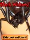 Black Widows! Learn About Black Widows and Enjoy Colorful Pictures - Look and Learn! (50+ Photos of Black Widows) - Becky Wolff