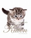 Kitten - Fine Art Photography - York Patrick, DIV