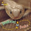 Snakelet to Snake - Camilla De la Bédoyère