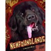 Newfoundlands - Charlotte Wilcox