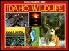 Idaho Wildlife - Jan L. Wassink