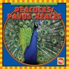 Peacocks/Pavos Reales - Kathleen Pohl