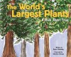 The World's Largest Plants: A Book about Trees - Susan Blackaby, Charlene Delage