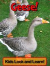 Geese! Learn About Geese and Enjoy Colorful Pictures - Look and Learn! (50+ Photos of Geese) - Becky Wolff