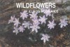 Wildflowers of Illinois Woodlands - Sylvan T. Runkel