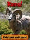 Rams! Learn About Rams and Enjoy Colorful Pictures - Look and Learn! (50+ Photos of Rams) - Becky Wolff