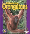 Climbing Orangutans - Shannon Knudsen