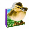 Duckling - Belinda Gallagher