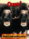 Oxen! Learn About Oxen and Enjoy Colorful Pictures - Look and Learn! (50+ Photos of Oxen) - Becky Wolff