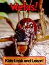 Wetas! Learn About Wetas and Enjoy Colorful Pictures - Look and Learn! (50+ Photos of Wetas) - Becky Wolff