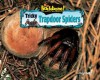 Tricky Trapdoor Spiders (No Backbone! The World Of Invertebrates) - Meish Goldish