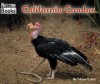 California Condor - Edana Eckart