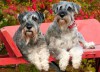 Just Schnauzers Jigsaw Puzzle - Willow Creek Press