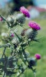 Thistle Days - Wayne Turner