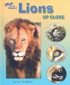 Lions Up Close - Carmen Bredeson