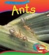 Ants (Little Nippers: Creepy Creatures) - Sue Barraclough