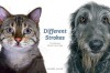 Different Strokes: The Difference Between Cats & Dogs - Gandee Vasan