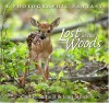 Lost in the Woods - Carl R. Sams II, Jean Stoick