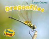 Dragonflies. Rebecca Rissman - Rebecca Rissman