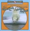 What Polar Animals Eat/Que Comen Los Animales de Los Polos? - Joanne Mattern