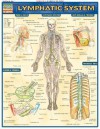 CHART: Lymphatic System Laminated Reference Charts (Medical Series) - NOT A BOOK