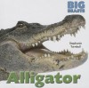 Alligator - Stephanie Turnbull