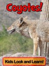 Coyotes! Learn About Coyotes and Enjoy Colorful Pictures - Look and Learn! (50+ Photos of Coyotes) - Becky Wolff