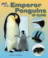 Emperor Penguins Up Close - Carmen Bredeson