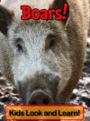 Boars! Learn About Boars and Enjoy Colorful Pictures - Look and Learn! (50+ Photos of Boars) - Becky Wolff