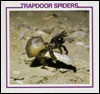 Trapdoor Spiders - Louise Martin