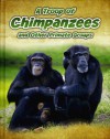 A Troop of Chimpanzees: And Other Primate Groups - Richard Spilsbury