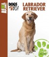 Labrador Retriever (Animal Planet Dogs 101) - Terry Albert